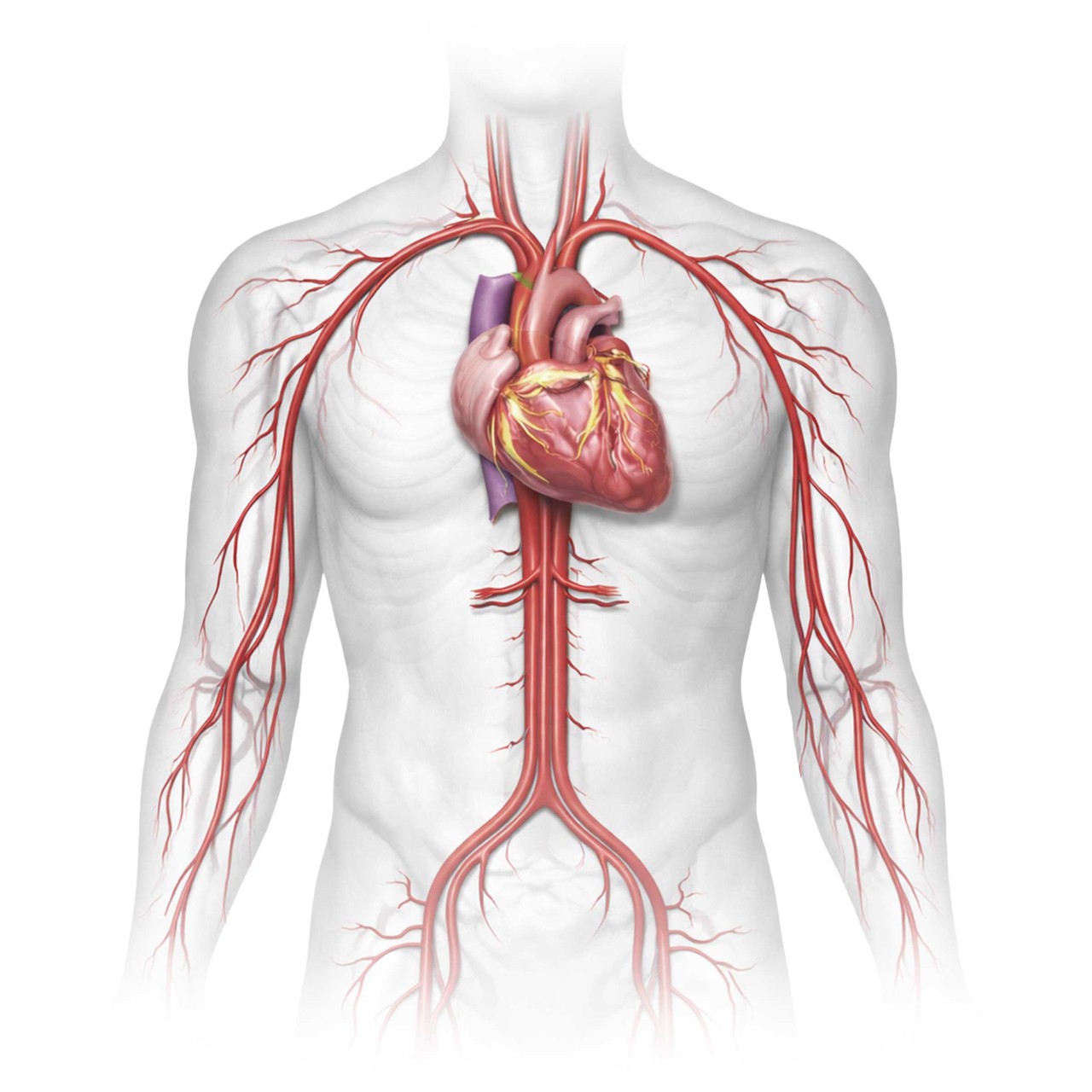 Coronary Training and Education