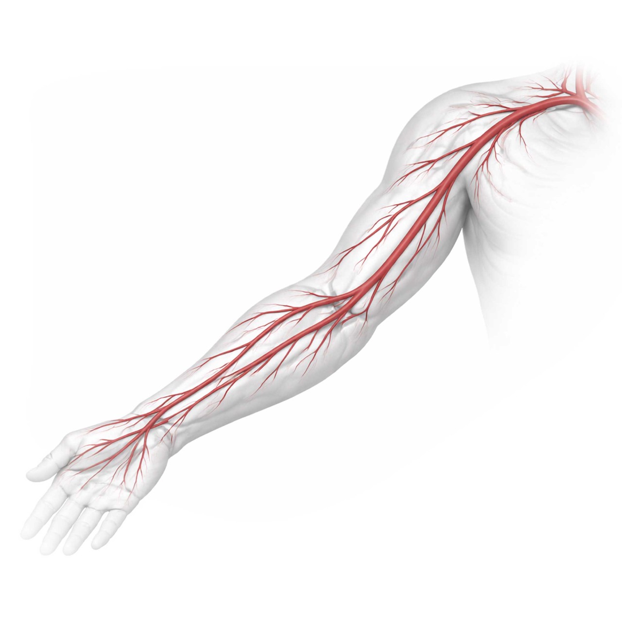 Transradial Training and Education